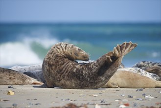 Harbour seal (Phoca vituliana vitulina) lying at the beach, wildlife, Helgoland, Germany, Europe