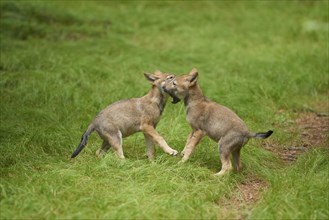 Two Eurasian wolf (Canis lupus lupus) puppies playing on a meadow, Bavarian Forest National Park,