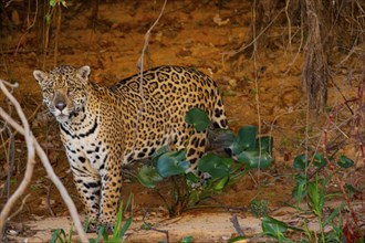 Jaguar (Panthera onca) Pantanal Brazil