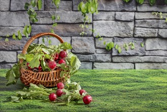 A basket of freshly harvested radishes, arranged on a grassy area in front of a stone wall
