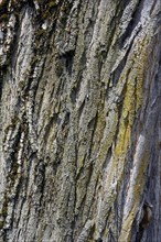 Bark, bark of the linden tree (Tilia), Allgaeu, Bavaria, Germany, Europe