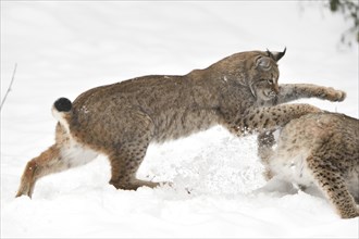 Eurasian lynx (Lynx lynx) in a snowy forest in winter, Bavaria, Germany, Europe