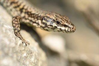 Close-up of a common wall lizard (Podarcis muralis) in autumn, Italy, Europe