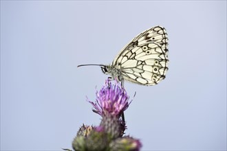 Close-up of a Marbled White (Melanargia galathea) on a Creeping Thistle (Cirsium arvense) in early