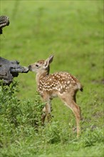 Close-up of a sika deer (Cervus nippon) fawn on a meadow in spring