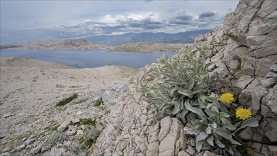 Paska Vrata, lunar landscape, island of Pag, Zadar, Dalmatia, Croatia, Europe