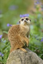 Close-up of a meerkat or suricate, Suricata suricatta sitting on a rock in spring