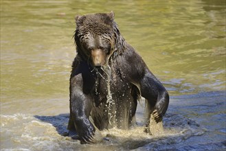 European brown bear (Ursus arctos arctos) taking a bath in a little pond in spring, Bavarian Forest