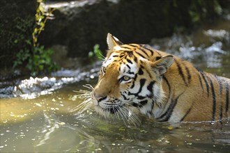 Close-up of a Siberian tiger (Panthera tigris altaica) swimming in a lake, captive