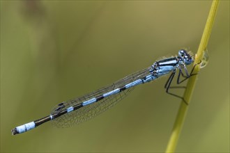 Goblet damselfly (Enalagma cyathigerum), Emsland, Lower Saxony, Germany, Europe