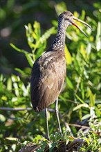 Limpkin (Aramus guarauna) Pantanal Brazil