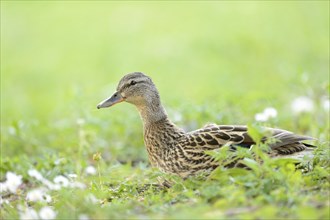 Close-up of a Wild Duck (Anas platyrhynchos) female in a meadow in spring
