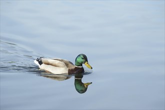 Close-up of a mallard or wild duck (Anas platyrhynchos) swimming on a little lake in spring