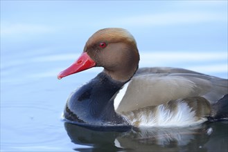 Close-up of a Red-crested Pochard (Netta rufina) swimming in the water in spring