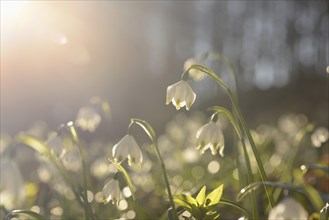 Spring Snowflake (Leucojum vernum) blossoms in a forest on a sunny evening in spring