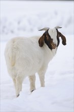 Close-up of a Boer goat standing in the snow in winter