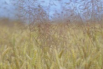 Cereal field, unseeded wheat (Triticum aestivum) interspersed with true grass (Poaceae), blue sky,