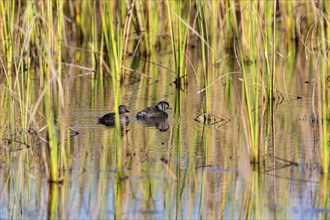 Least grebe (Tachybaptus dominicus) Pantanal Brazil