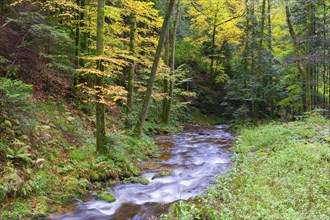 Grobbach in the northern Black Forest near Geroldsau, autumn, Baden-Baden, northern Black Forest,