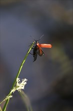 Black-headed Cardinal beetle (Pyrochroa coccinea), May, Saxony, Germany, Europe