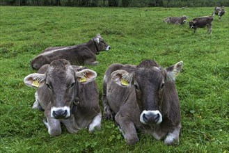 Allgaeu cows in a meadow, gabled house, Bad Hindelang, Allgaeu, Bavaria, Germany, Europe