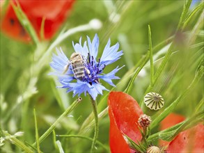 Cornflower (Centaurea cyanus), near Heimschuh, Styria, Austria, Europe