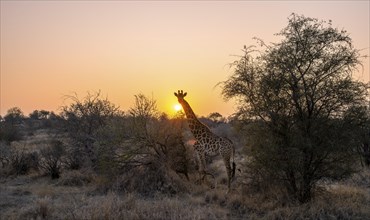 Southern giraffe (Giraffa giraffa giraffa) backlit by the sun at sunset, African savannah, Kruger