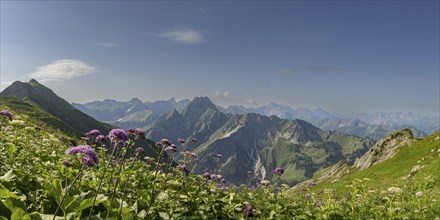 Mountain panorama with Alpendostyles (Adenostyles) from Laufbacher-Eckweg to Hoefats, 2259m,