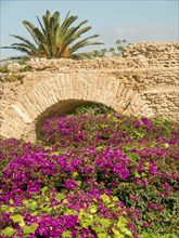 Bright sea of flowers covers crumbling arches, next to a palm tree and the remains of ancient