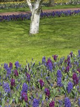 Flower bed with purple and red flower-bed in the foreground and a tree with white bark in the