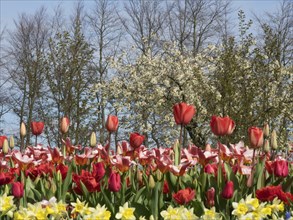 A flower bed with red tulips and yellow daffodils against a backdrop of blossoming trees and blue