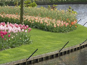 A flower bed with colourful tulips on the bank of a watercourse in a well-kept garden with a green