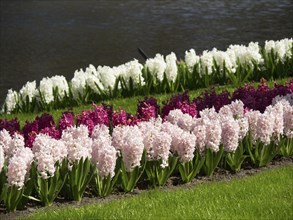 White and purple hyacinth flower-bed in an orderly flower bed along a river in spring, many