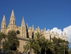 An impressive cathedral with several towers, surrounded by trees under a clear blue sky, palma de