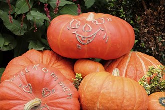 Carved pumpkins with a welcome greeting, autumnal decoration in front of plants, many colourful