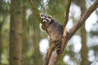 Close-up of a common raccoon (Procyon lotor) in spring