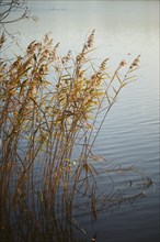 Landscape of common reed (Phragmites australis) beside a lake on a evening in autumn, Upper