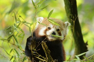 Close-up of a red panda (Ailurus fulgens) in a tree