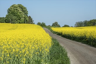 Small gravel road through blooming rapeseed field in front of chestnut trees in Onslunda, Tomelilla