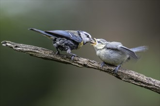 Blue tits (Parus caerulea), adult bird feeding young, Emsland, Lower Saxony, Germany, Europe