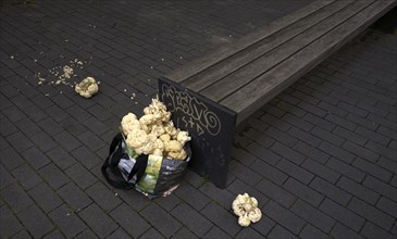 Leftover cauliflower in a bag, bench, Berlin, Germany, Europe