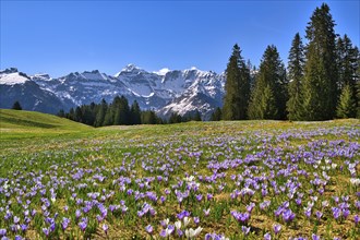 Crocuses in bloom, Braunwald, snow-covered Glarus Alps behind, Canton Glarus, Switzerland, Europe