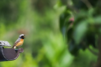 A common redstart (Phoenicurus phoenicurus) on a branch in a green, summery forest setting