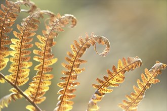 Close-up of a male fern (Dryopteris filix-mas) leaf in a forest in autmn