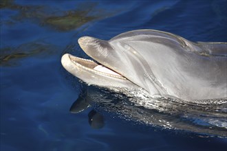 Common bottlenose dolphin (Tursiops truncatus) swimming in the water, captive