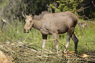 Close-up of a Eurasian elk (Alces alces) in a forest in early summer, Bavarian Forest National