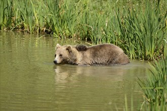 European brown bear (Ursus arctos arctos) taking a bath in a lake, Germany, Europe