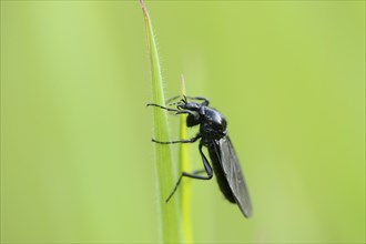 Close-up of a beetle (Coleoptera) in a meadow in spring