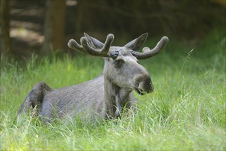 Close-up of a Eurasian elk (Alces alces) male in a forest in early summer, Bavarian Forest National