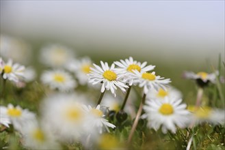 Close-up of common daisy (Bellis perennis) blooming in a meadow in spring